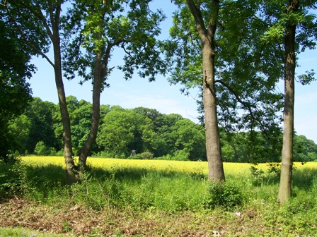 Ruhe Ballenstedt Freizeitgrundst�ck *** Weidegrundst�ck mit knapp 2500m� ***