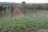 Hauptbild Interessante Weing�rten in der Pfalz