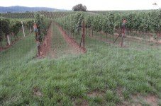 Hauptbild Interessante Weingärten in der Pfalz