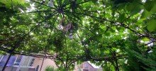 Sommerabende unterm  Pavillion Provisionsfrei! Ruhig gelegenes Wohlf�hlhaus mit Wintergarten, gro�e Sonnenterrasse und  Garten.